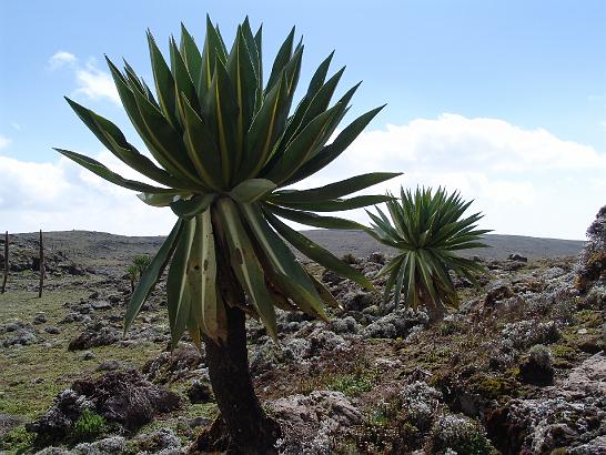 DSC09077.JPG - Nějaký palmičky co rostou jen tady a na Kilimandžáru