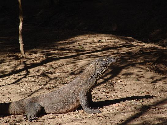 DSC00587.JPG - Komodo