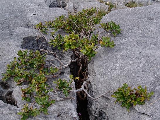 DSC09783.JPG - Oblast Burren, která je tvořena kamenitým, zvrásněným vápencovým povrchem. Ten vytváří tzv. „chodníky“ připomínající jakousi obří dlažbu