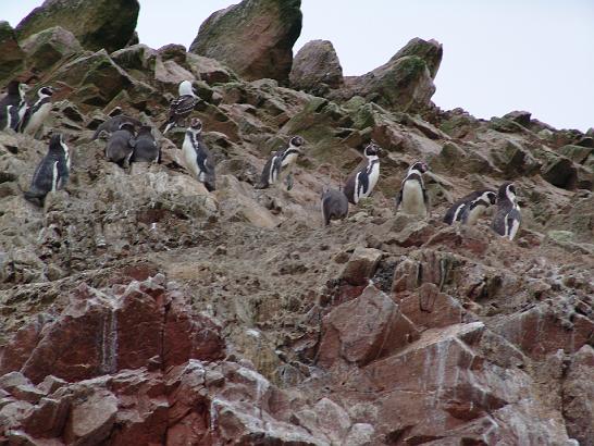 DSC01817.JPG - Ostrovy Islas Ballestas s koloniemi lvounů, lachtanů, tučňáků, kormoránů, plameňáků a dalších tisíců mořských ptáků