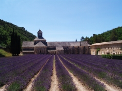 Abbaye de Sénanque